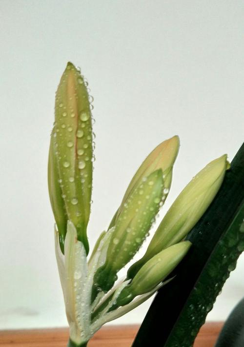 君子兰花语是什么？花期通常在什么时候？