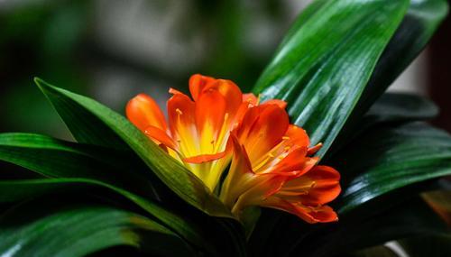 君子兰花语是什么？花期通常在什么时候？