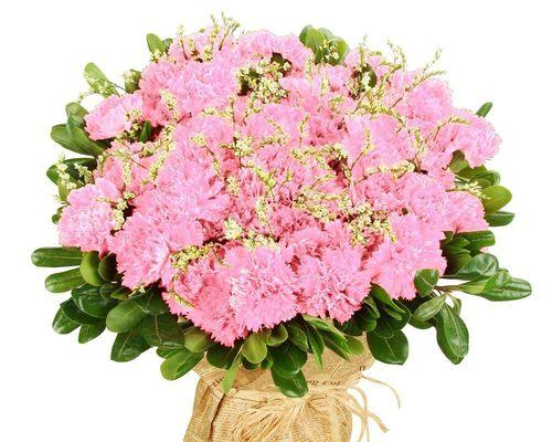 康乃馨花代表什么含义？不同颜色的康乃馨花语有何不同？