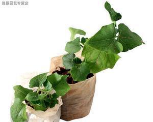 瓜种子直接种可以吗？如何提高发芽率和种植成功率？