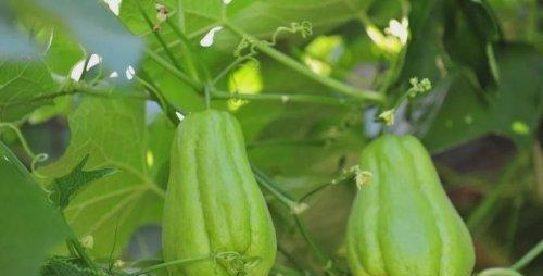 瓜种子直接种可以吗？如何提高发芽率和种植成功率？