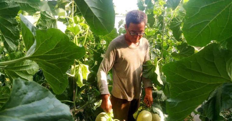 瓜州蜜瓜什么时候成熟？如何判断蜜瓜的最佳采摘期？