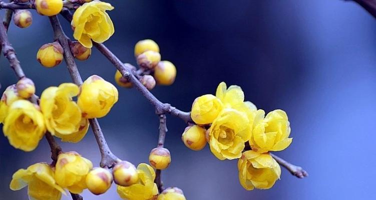 腊梅花的花语是什么？如何用腊梅表达情感？