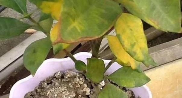 瓜子壳能用作肥料吗？如何正确使用？
