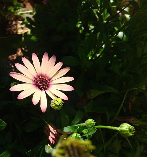 蓝目菊花语是什么？如何表达爱意和祝福？