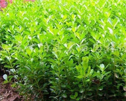 瓜子哪里产的最好？揭秘优质瓜子的产地之谜