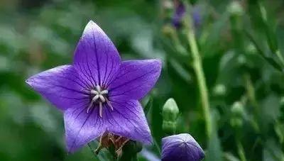 蓝色非洲菊花语是什么意思？如何正确解读？