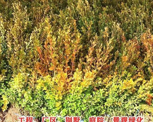 瓜子播种的最佳时间是什么时候？播种后需要注意哪些问题？