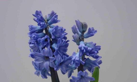 蓝色风信子的花语有哪些含义？