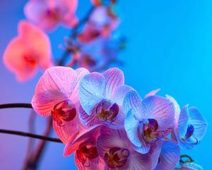 蓝色兰花花语有哪些含义？