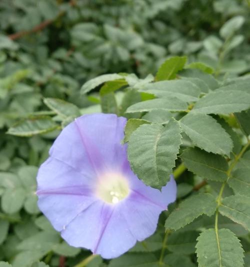 蓝色牵牛花的花语是什么？种植蓝色牵牛花需要注意什么？