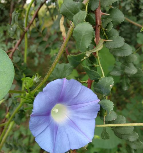 蓝色牵牛花的花语是什么？种植蓝色牵牛花需要注意什么？