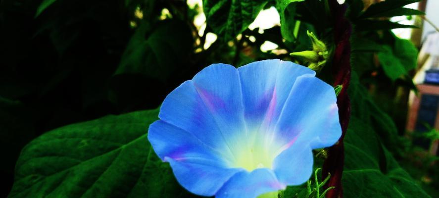 蓝色牵牛花花语是什么？如何正确解读？
