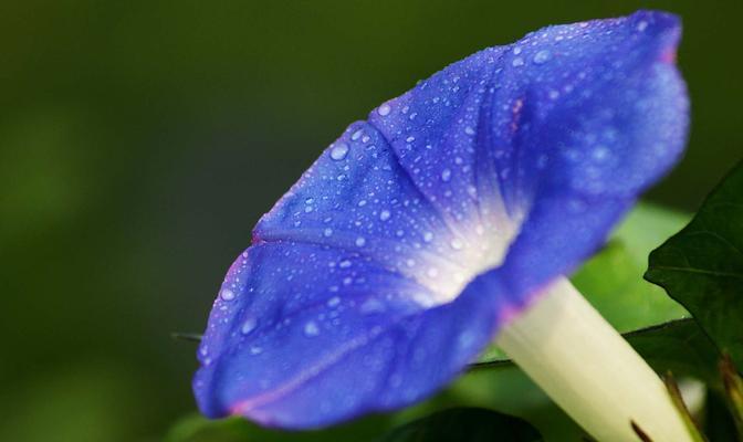 蓝色牵牛花花语是什么？如何正确解读？