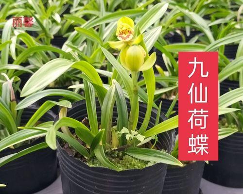 兰花矮品种都有什么意思？矮品种兰花的特点和寓意是什么？