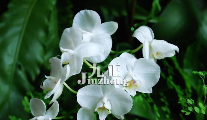兰花的花语是什么？兰花象征着什么含义？