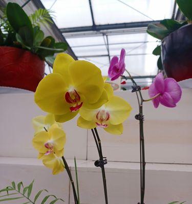 兰花的花语是什么？兰花象征着什么含义？