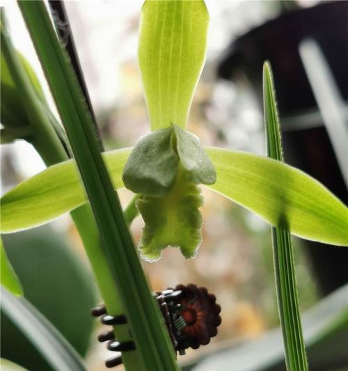 兰花飞肩是什么意思？兰花飞肩的特点和价值是什么？