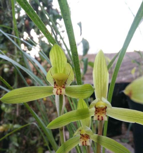 兰花飞肩是什么意思？兰花飞肩的特点和价值是什么？