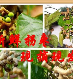 拐枣是哪里的特产？它有哪些独特的生长环境和历史背景？