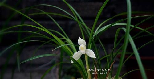 兰花花语是什么？兰花的形态特征有哪些？
