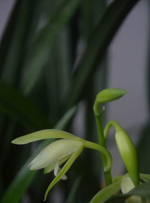 兰花花语是什么？兰花的形态特征有哪些？