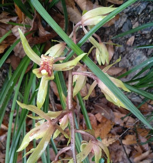 兰花开花象征着什么？兰花的花语和文化意义是什么？
