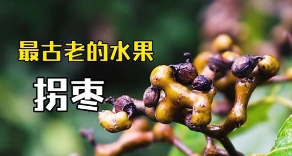 拐枣的药用价值有哪些？如何正确使用拐枣进行健康调理？