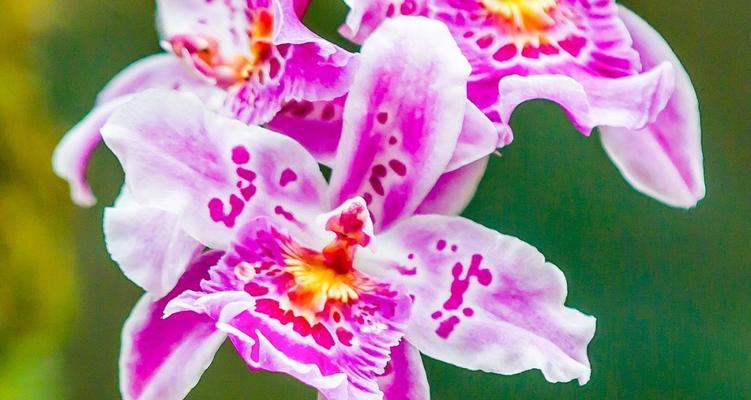 送兰花代表什么？兰花的寓意和象征意义是什么？