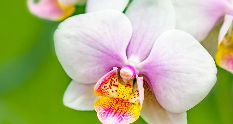 送兰花代表什么？兰花的寓意和象征意义是什么？