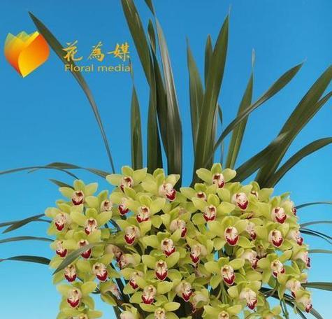 兰花象征意义是什么？兰花的花语和文化含义有哪些？