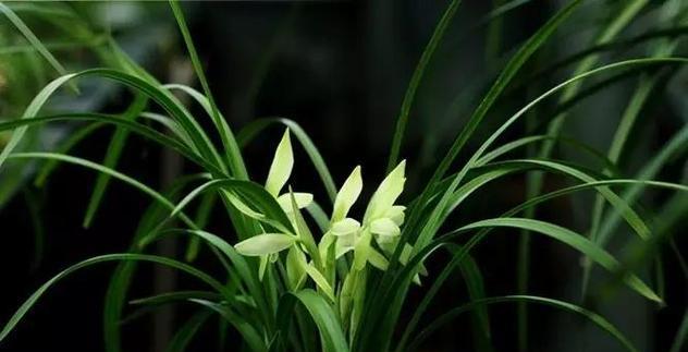 兰花寓意及花语是什么？如何正确解读兰花的花语？