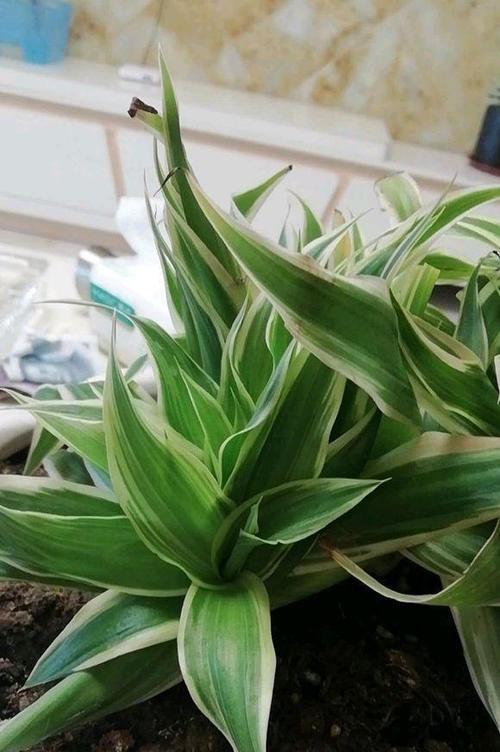 观赏叶的花卉有哪些？如何挑选适合室内装饰的植物？