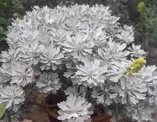 观赏叶的花卉有哪些？如何挑选适合室内装饰的植物？