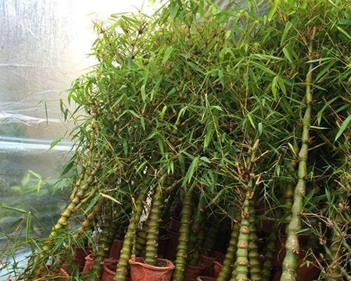观赏叶的花卉有哪些？如何挑选适合室内装饰的植物？