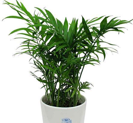 观叶类花卉有哪些？如何挑选适合室内种植的观叶植物？