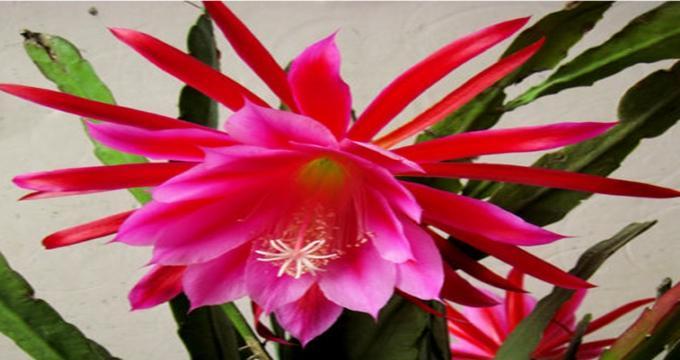 令箭荷花的花语是什么？如何养护令箭荷花？