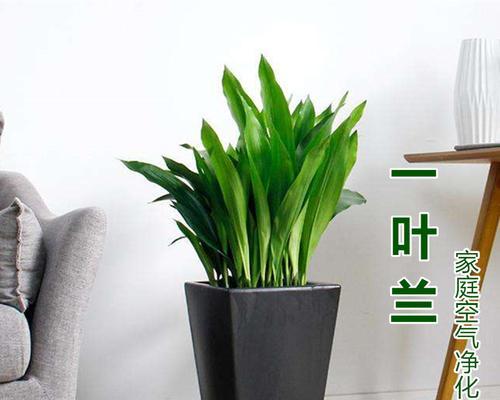 观叶盆栽有哪些？常见观叶盆景植物有哪些？