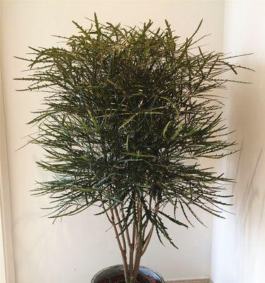 观叶植物有哪些？室内适合种植的观叶植物推荐？