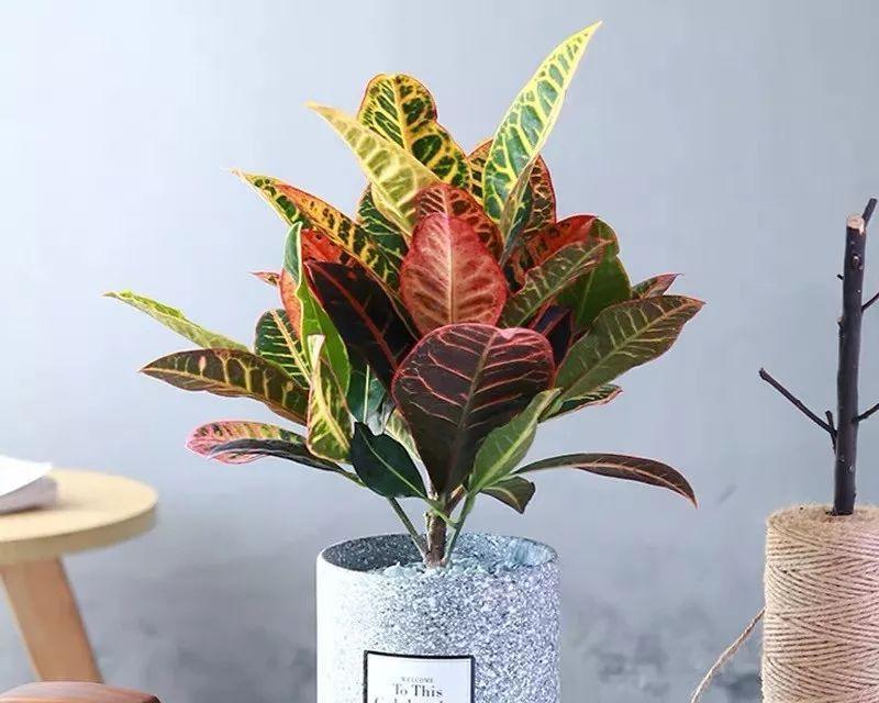观叶植物有哪些？室内适合种植的观叶植物推荐？