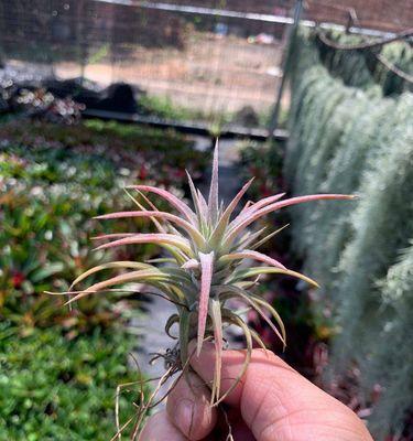 观叶植物有哪些？室内适合种植的观叶植物推荐？