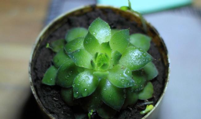 观音草还有哪些别名？这些名称背后有何含义？