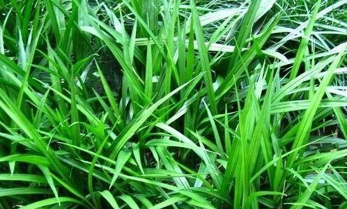 观音草还有哪些别名？这些名称背后有何含义？