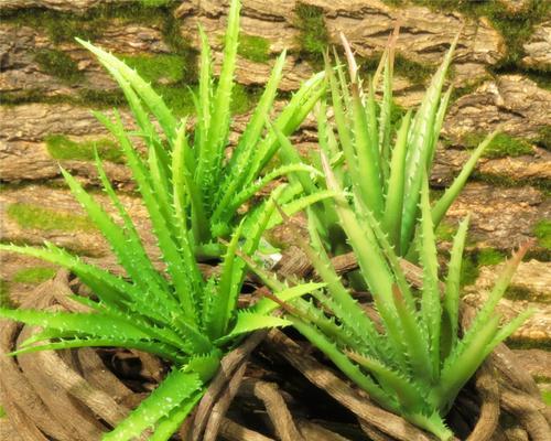 芦荟多肉植物花语是什么？如何养护才能茁壮成长？