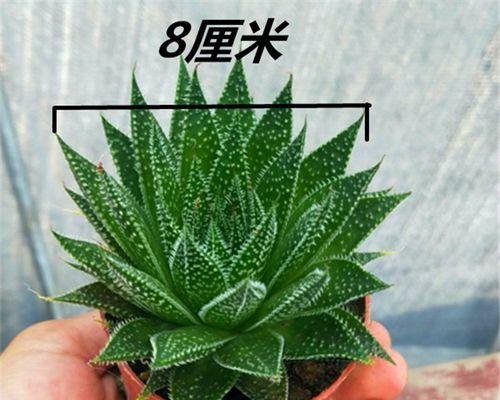 芦荟多肉植物花语是什么？如何养护才能茁壮成长？