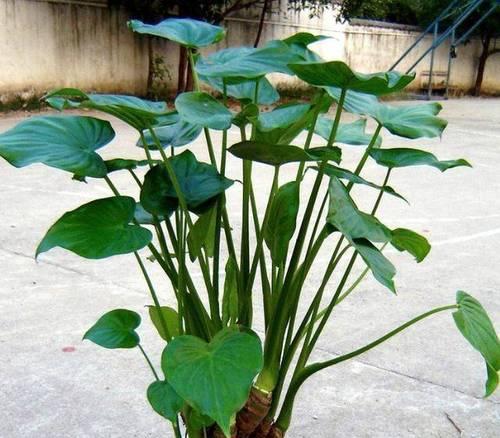 观音花怎么养长的好？有哪些养护技巧？