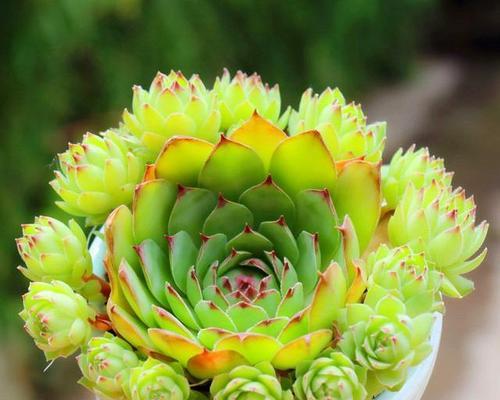 观音莲的花语和寓意是什么？如何正确解读？