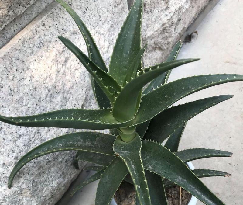 芦荟花语是什么？如何解读芦荟的象征意义？