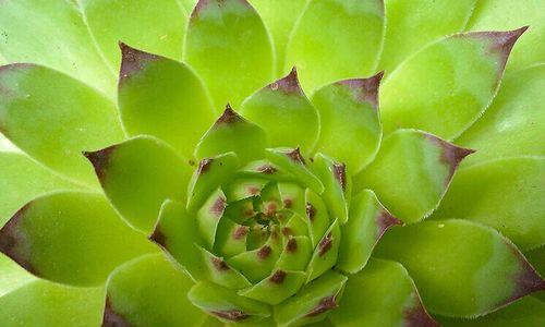 观音莲会开花吗？开花时的形态特征是什么？