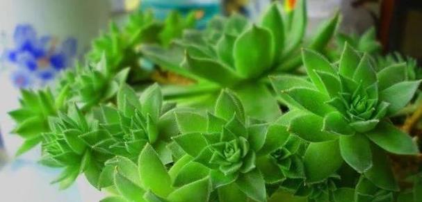观音莲会开花吗？开花时的形态特征是什么？